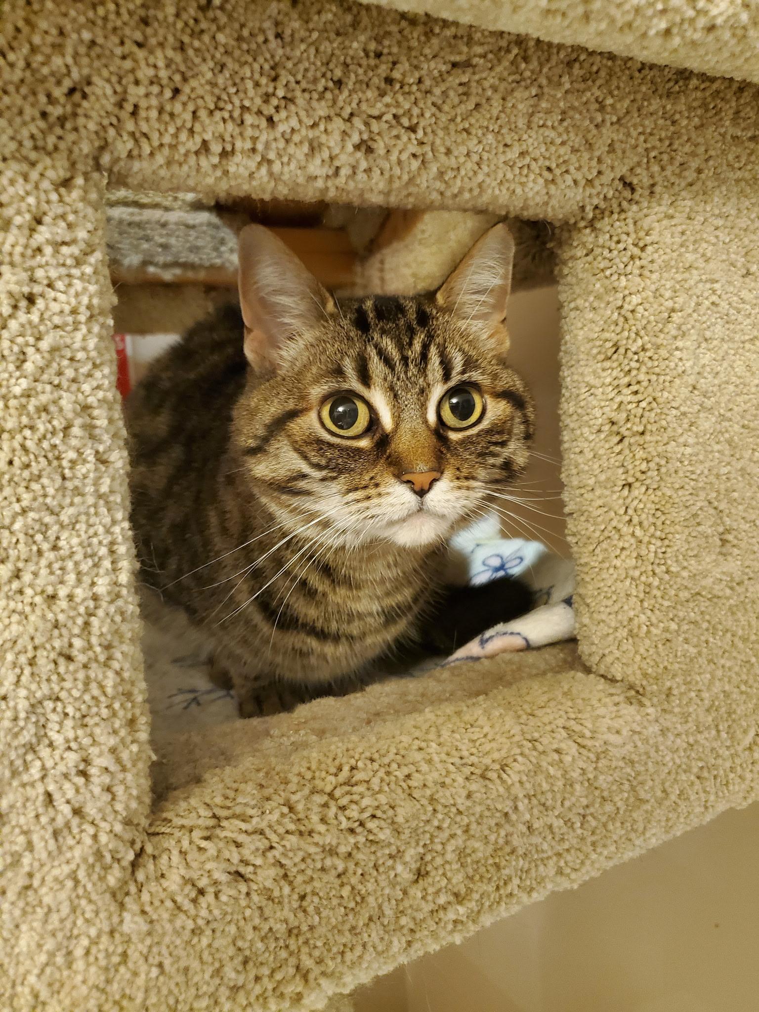 Tammy, a ADOPTABLE Domestic Short Hair in Waterdown, ON image 3/3