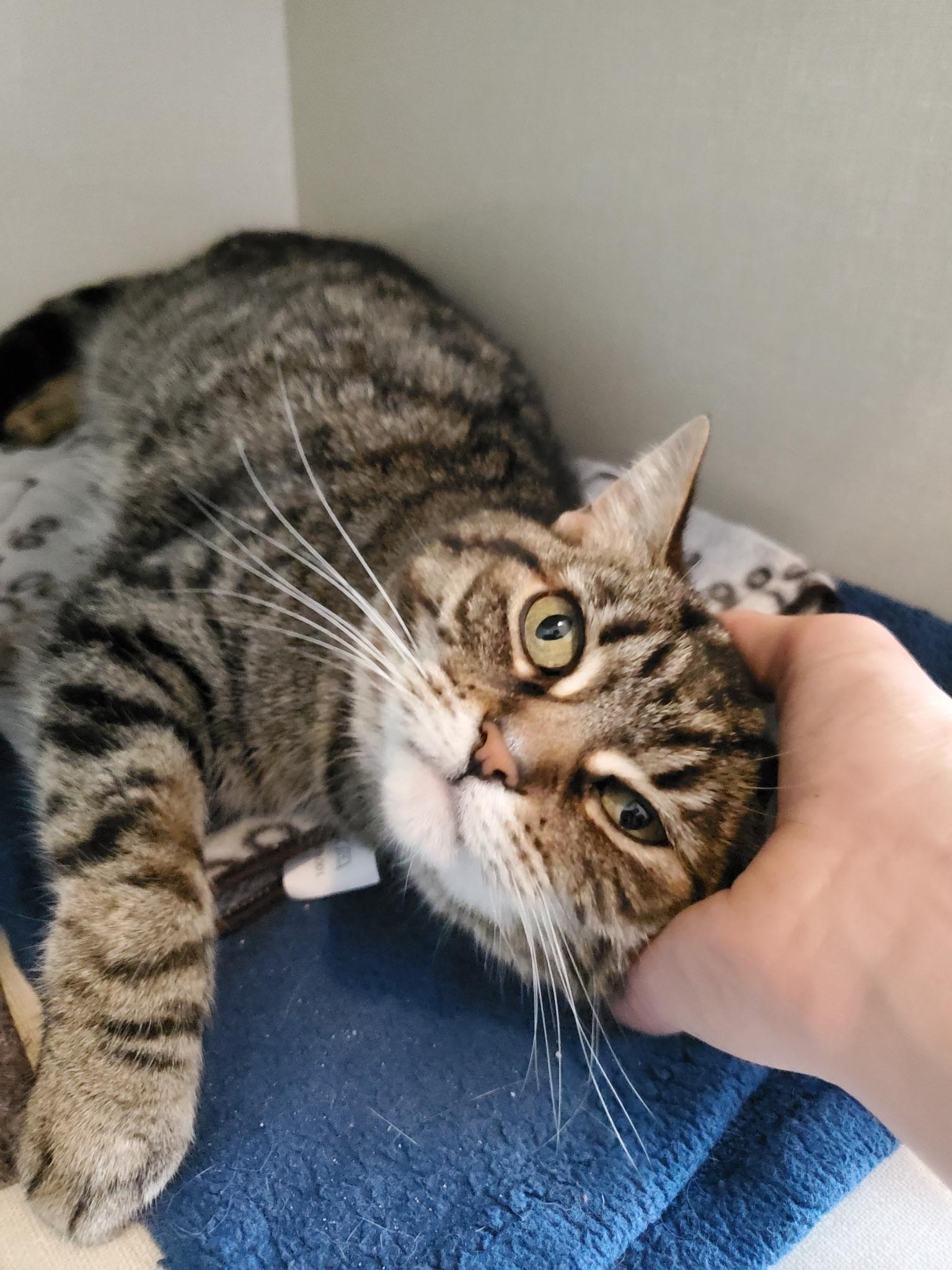 Tammy, a ADOPTABLE Domestic Short Hair in Waterdown, ON image 1/3