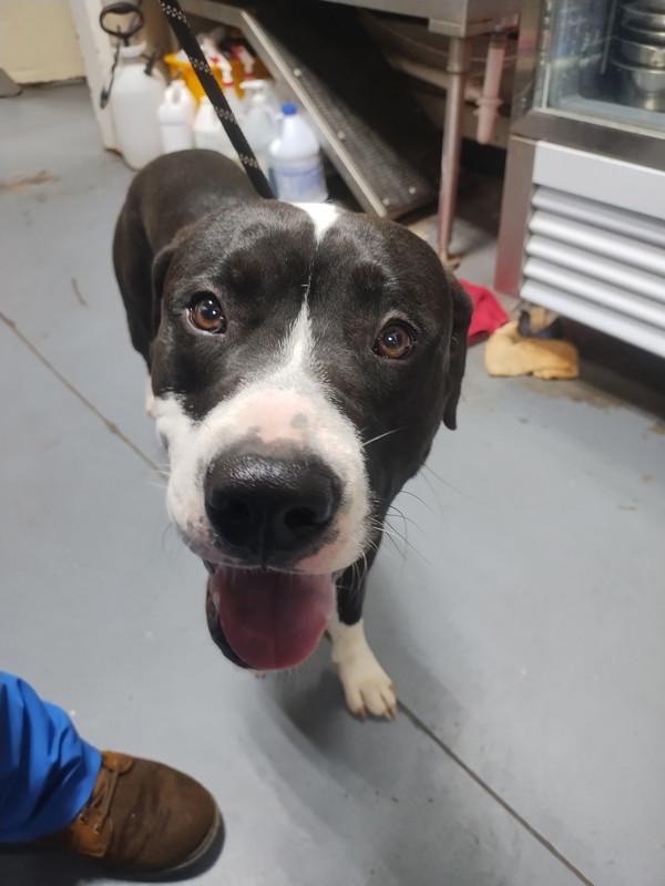 26-04-1121 Miles, Adoptable, Adult Male Pit Bull Terrier.