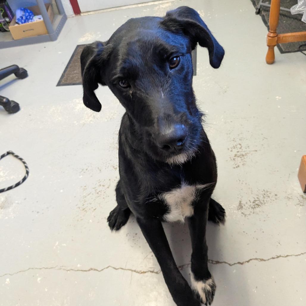 Enlarge Sebastian - Delta, a Adopted mixed breed in Delta, CO image 2/2