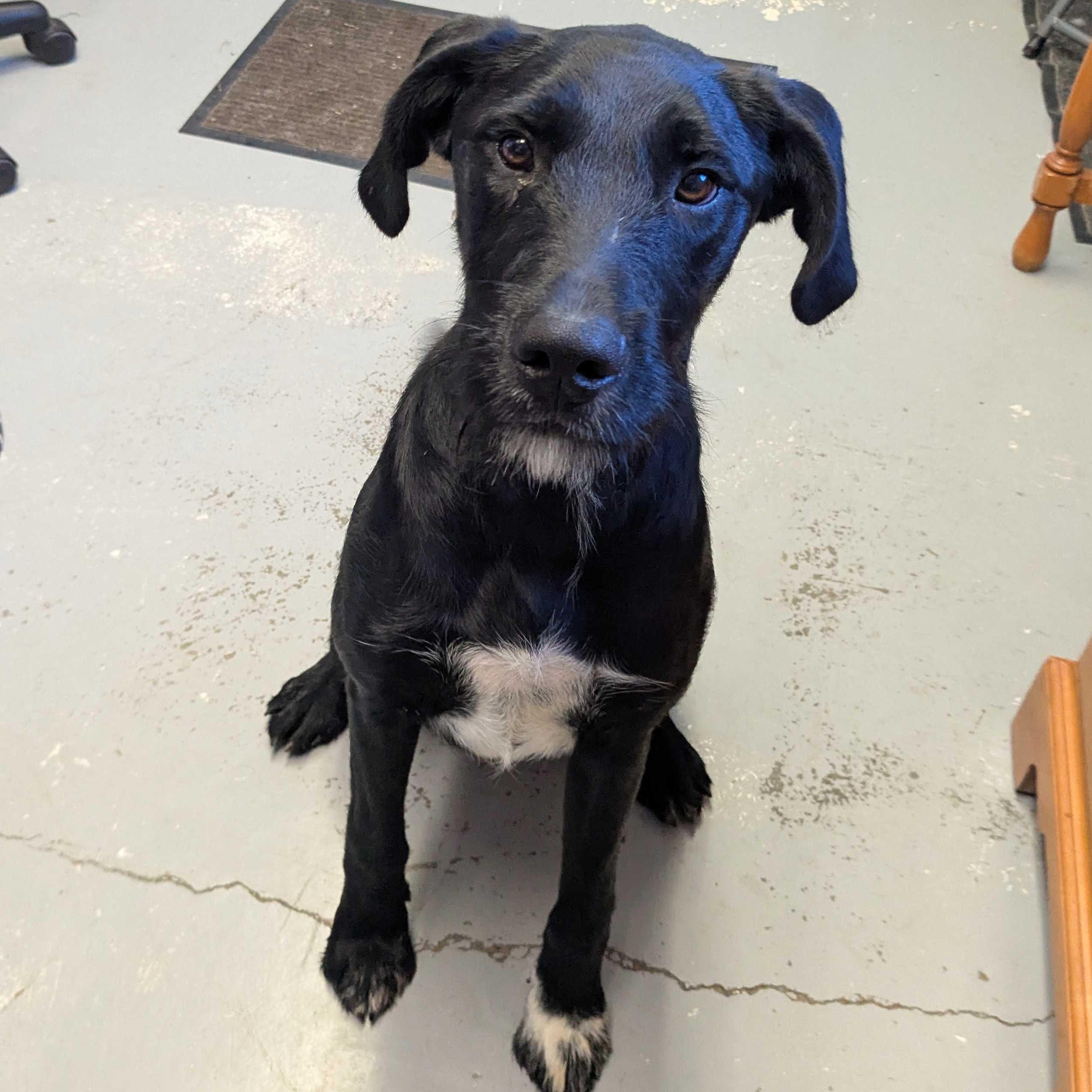 Sebastian - Delta, Adopted, Adult Male Black Labrador Retriever & Mixed Breed.