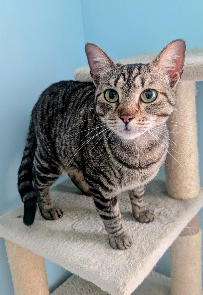 Enlarge Penelaphe Poppy, a Adoptable mixed breed in Hardeeville, SC image 1/1