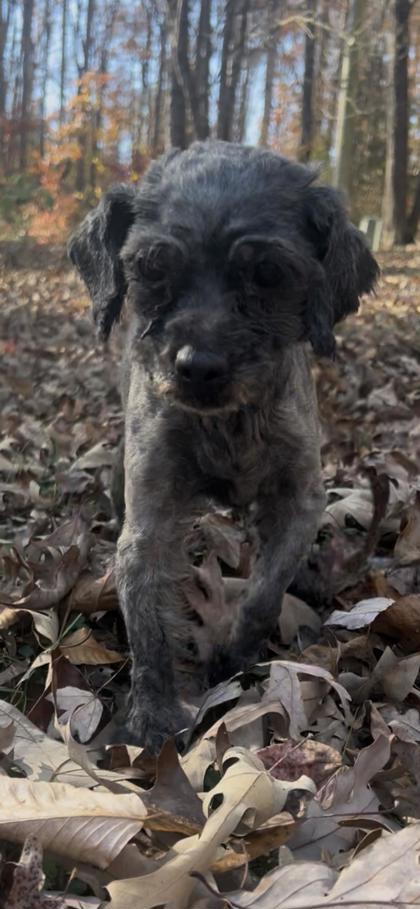 Grace, a Adoptable mixed breed in Hillsborough, NC image 1/4