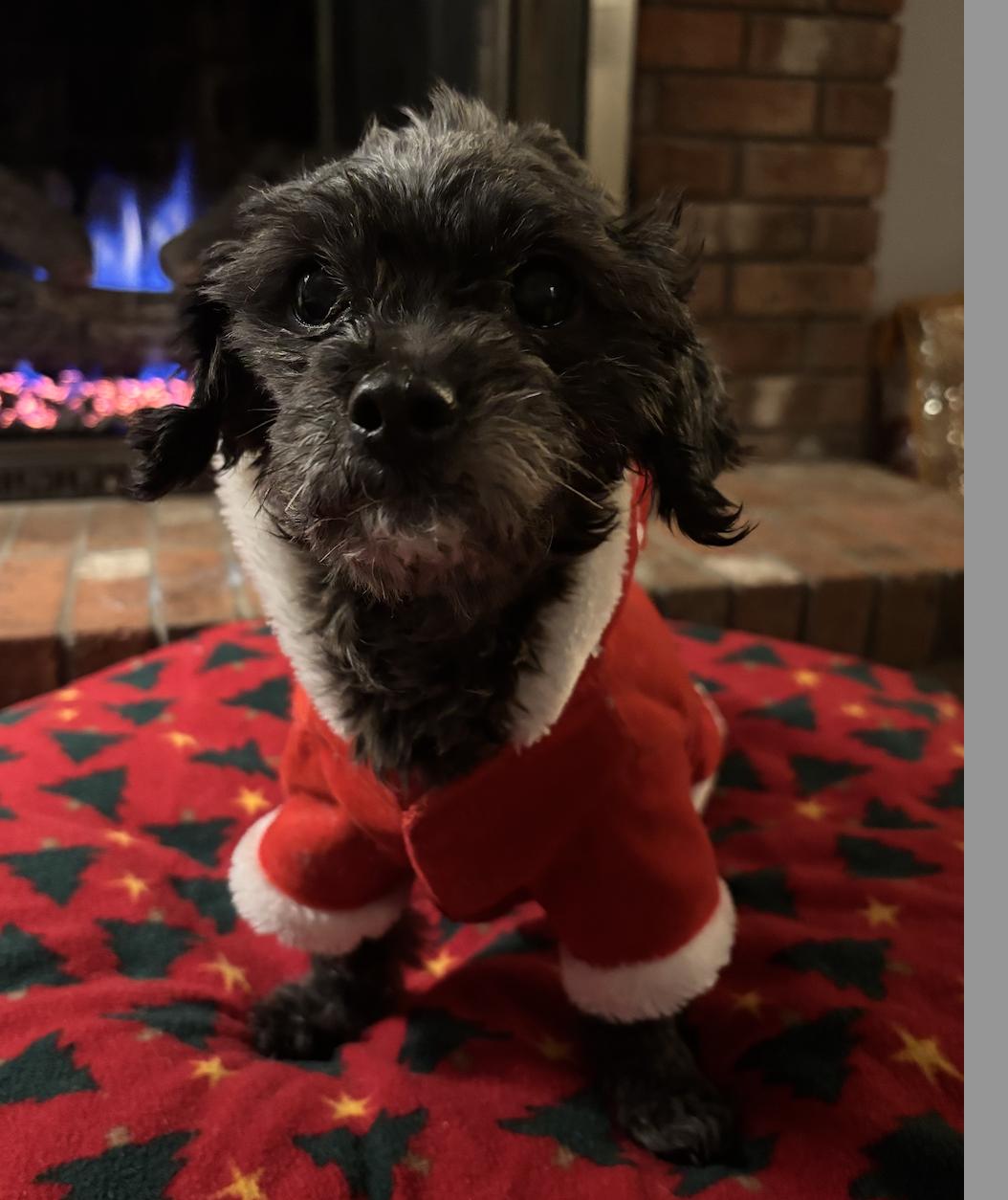 Grace, a Adoptable mixed breed in Hillsborough, NC image 2/4