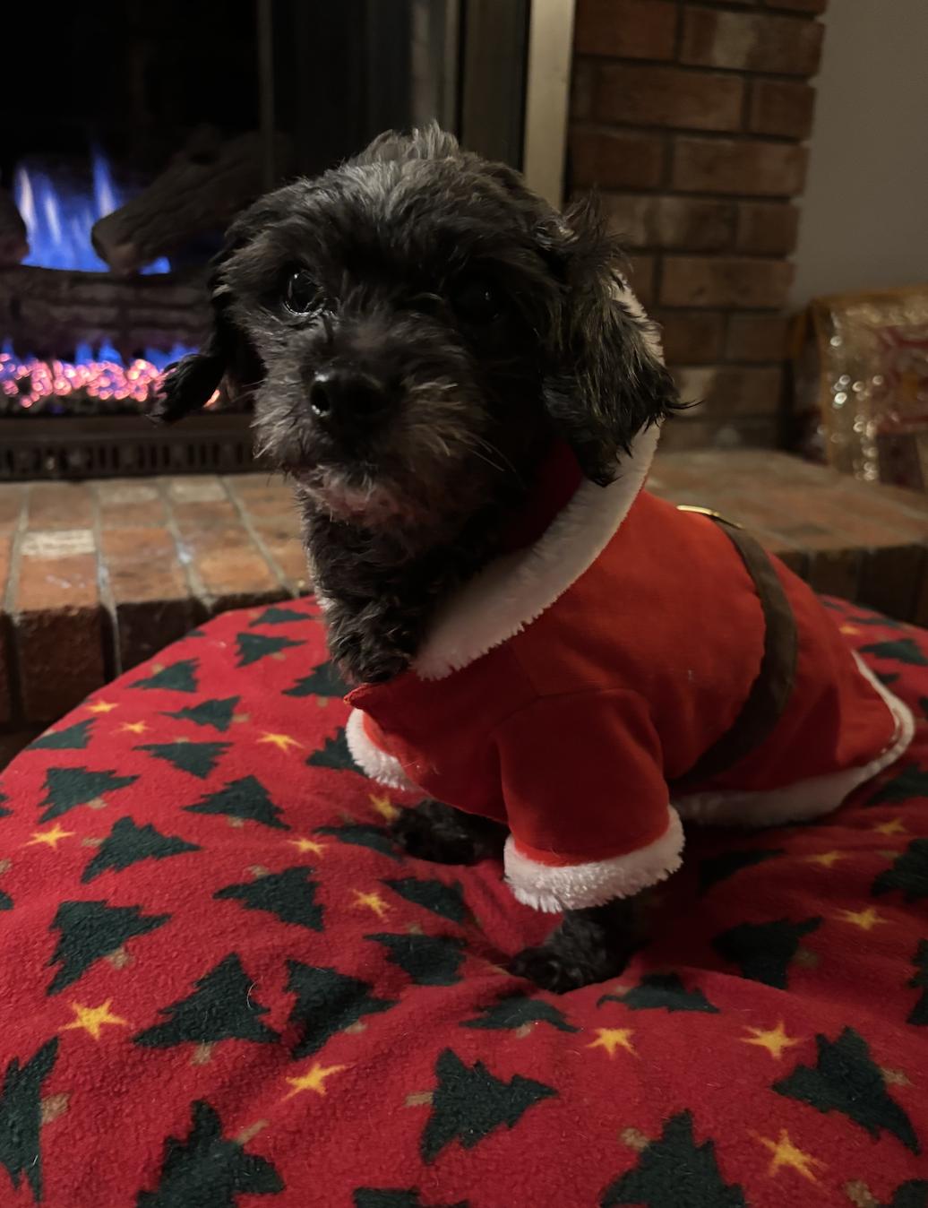 Grace, a Adoptable mixed breed in Hillsborough, NC image 4/4