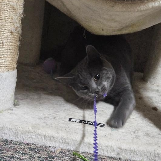 Enlarge Poseidon, an adopted Domestic Short Hair in Hudsonville, MI image 4/4