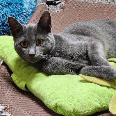 Enlarge Poseidon, an adopted Domestic Short Hair in Hudsonville, MI image 3/4