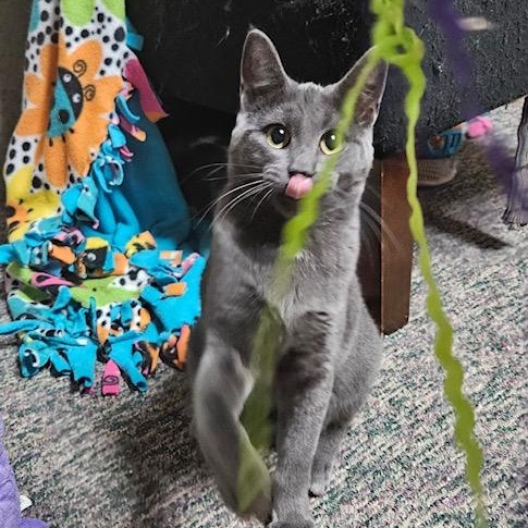 Enlarge Poseidon, an adopted Domestic Short Hair in Hudsonville, MI image 2/4