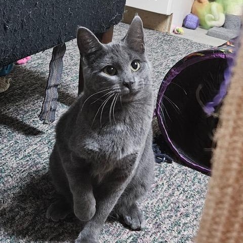 Enlarge Poseidon, an adopted Domestic Short Hair in Hudsonville, MI image 1/4