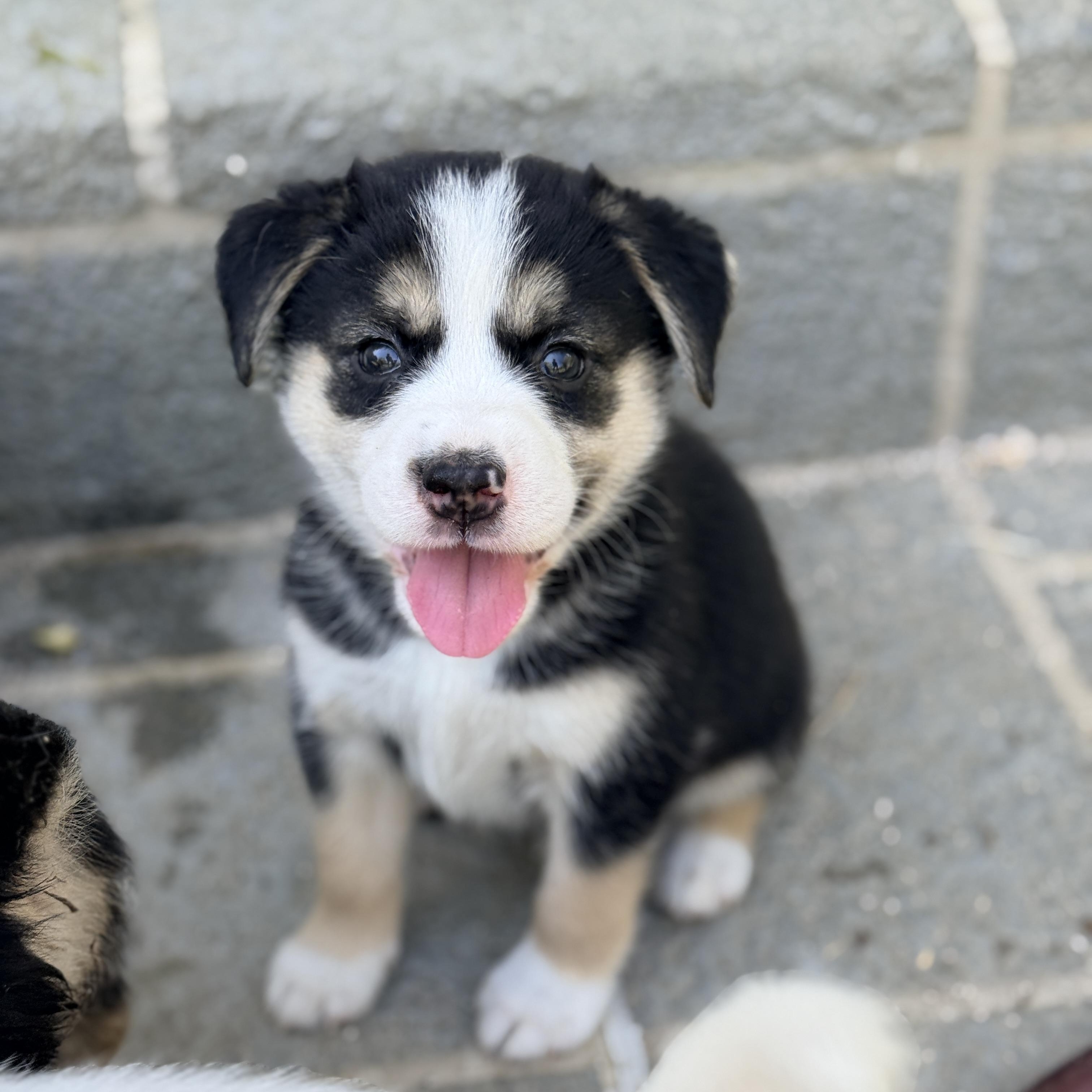 Johanna , a Adoptable mixed breed in Columbia, MD image 1/5