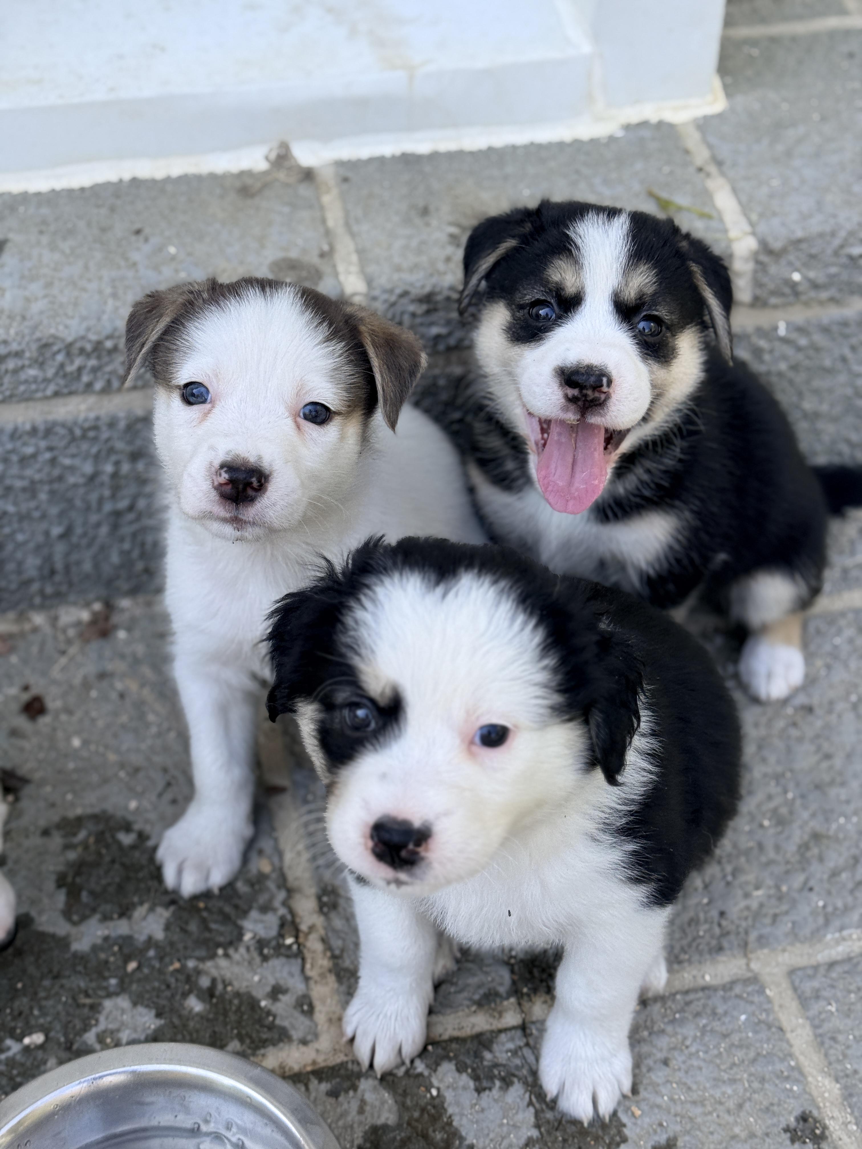 Johanna , a Adoptable mixed breed in Columbia, MD image 5/5