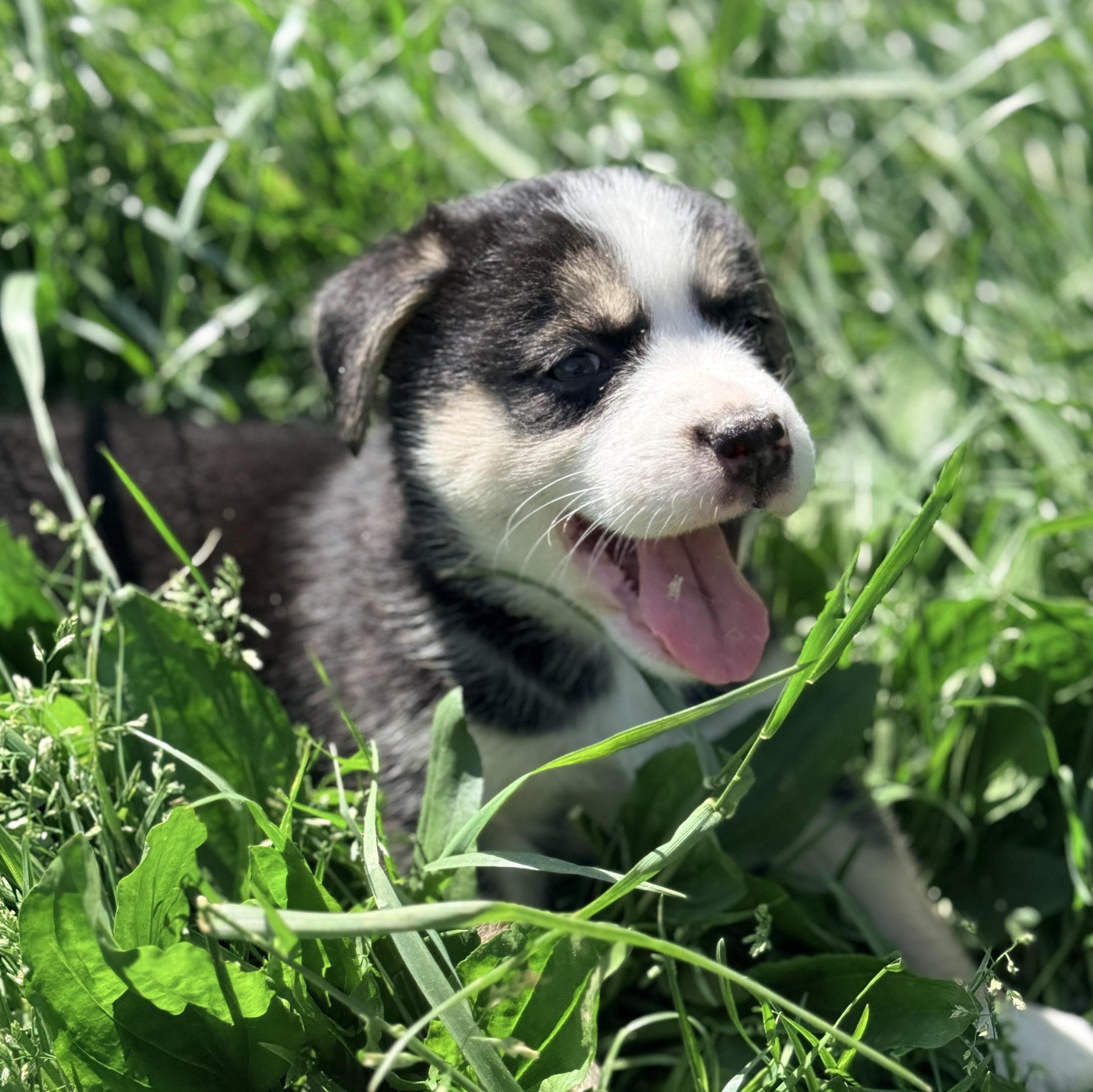 Johanna , a Adoptable mixed breed in Columbia, MD image 4/5