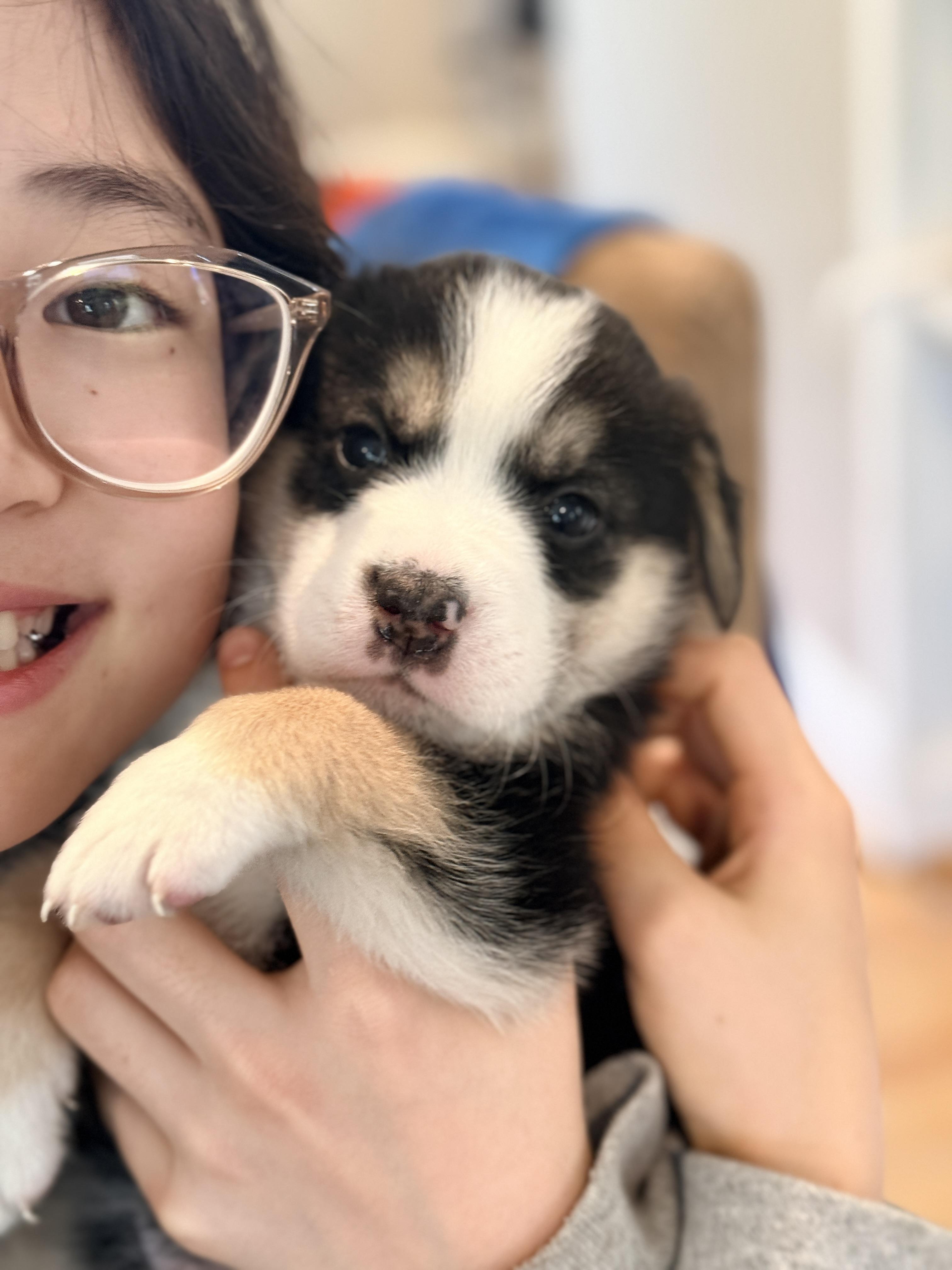 Johanna , a Adoptable mixed breed in Columbia, MD image 2/5