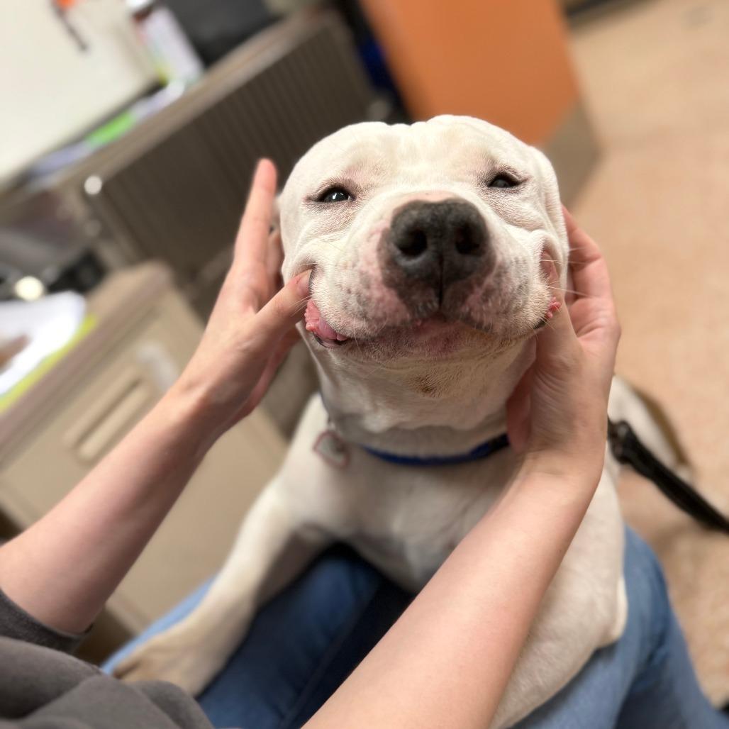 Hulk-In foster-50% off*see my video!!*, Adoptable, Senior Male American Bulldog & Mixed Breed.