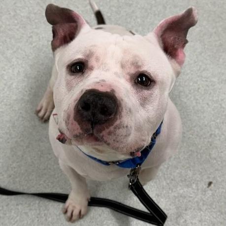 Enlarge Hulk-In foster-50% off*see my video!!*, a Adoptable mixed breed in Springfield, MA image 2/5