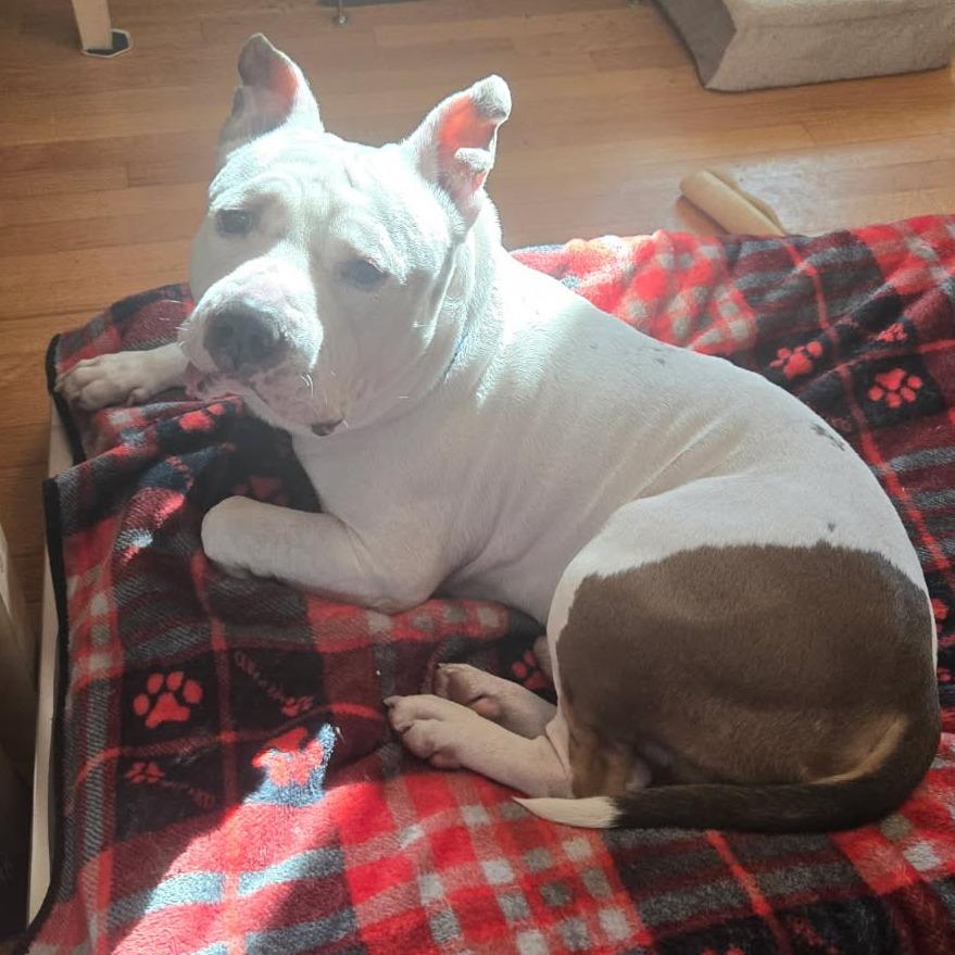 Enlarge Hulk-In foster-50% off*see my video!!*, a Adoptable mixed breed in Springfield, MA image 3/5