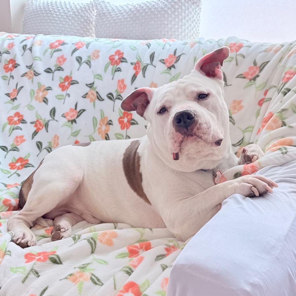 Enlarge Hulk-In foster-50% off*see my video!!*, a Adoptable mixed breed in Springfield, MA image 4/5