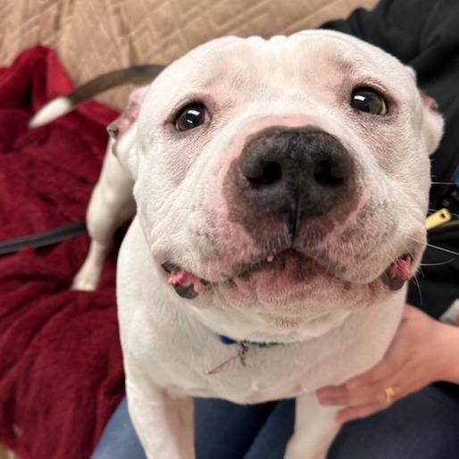 Enlarge Hulk-In foster-50% off*see my video!!*, a Adoptable mixed breed in Springfield, MA image 5/5