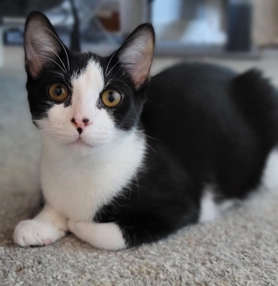 Riff Raff, Adoptable, Kitten Male Domestic Short Hair.