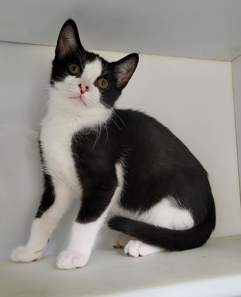 Enlarge Riff Raff, a Adoptable Domestic Short Hair in Homer Glen, IL image 2/2