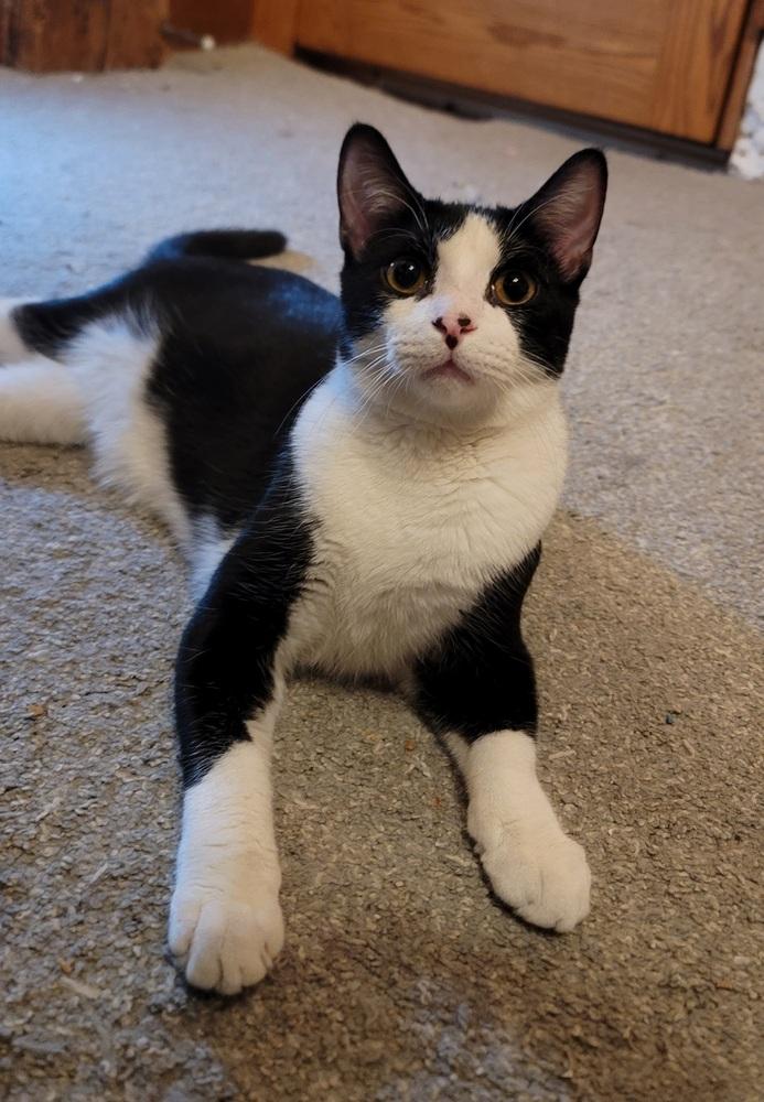 Enlarge Riff Raff, a Adoptable Domestic Short Hair in Homer Glen, IL image 3/3