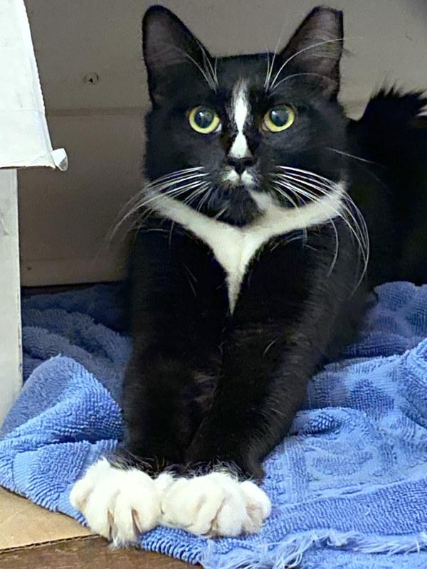 Enlarge Endora, a Adoptable mixed breed in Santa Rosa, CA image 1/3