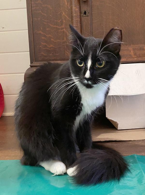 Endora, Adoptable, Adult Female Domestic Short Hair.