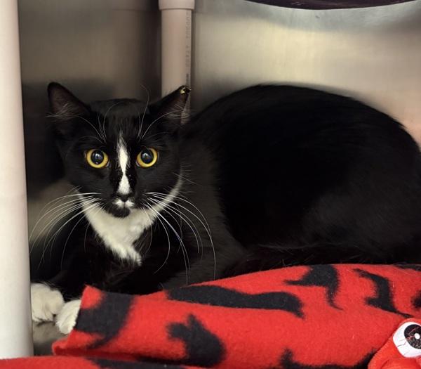 Enlarge Endora, a Adoptable mixed breed in Santa Rosa, CA image 2/3