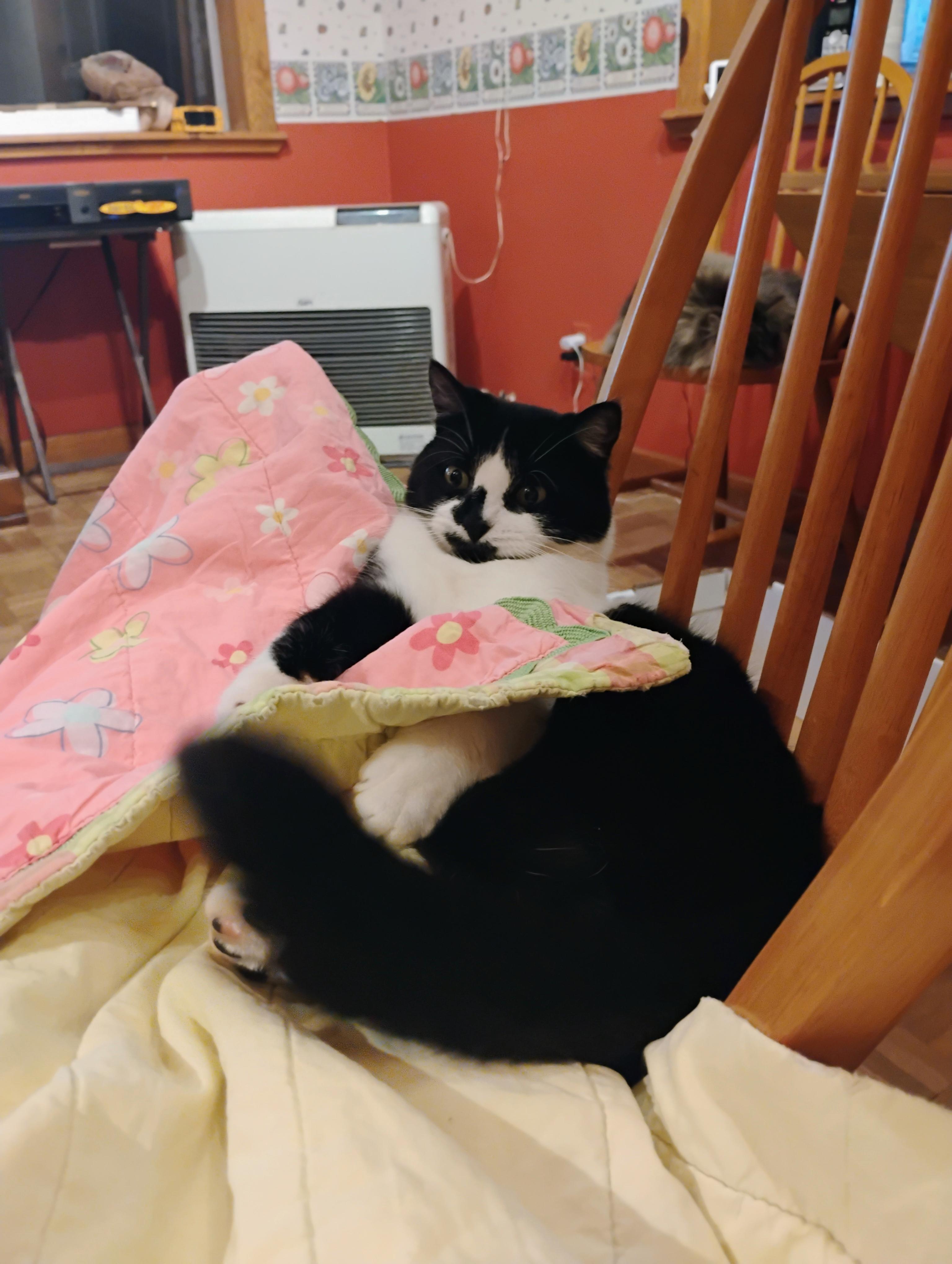 Moomin Mamma, adoptable, Adult Female Tuxedo.