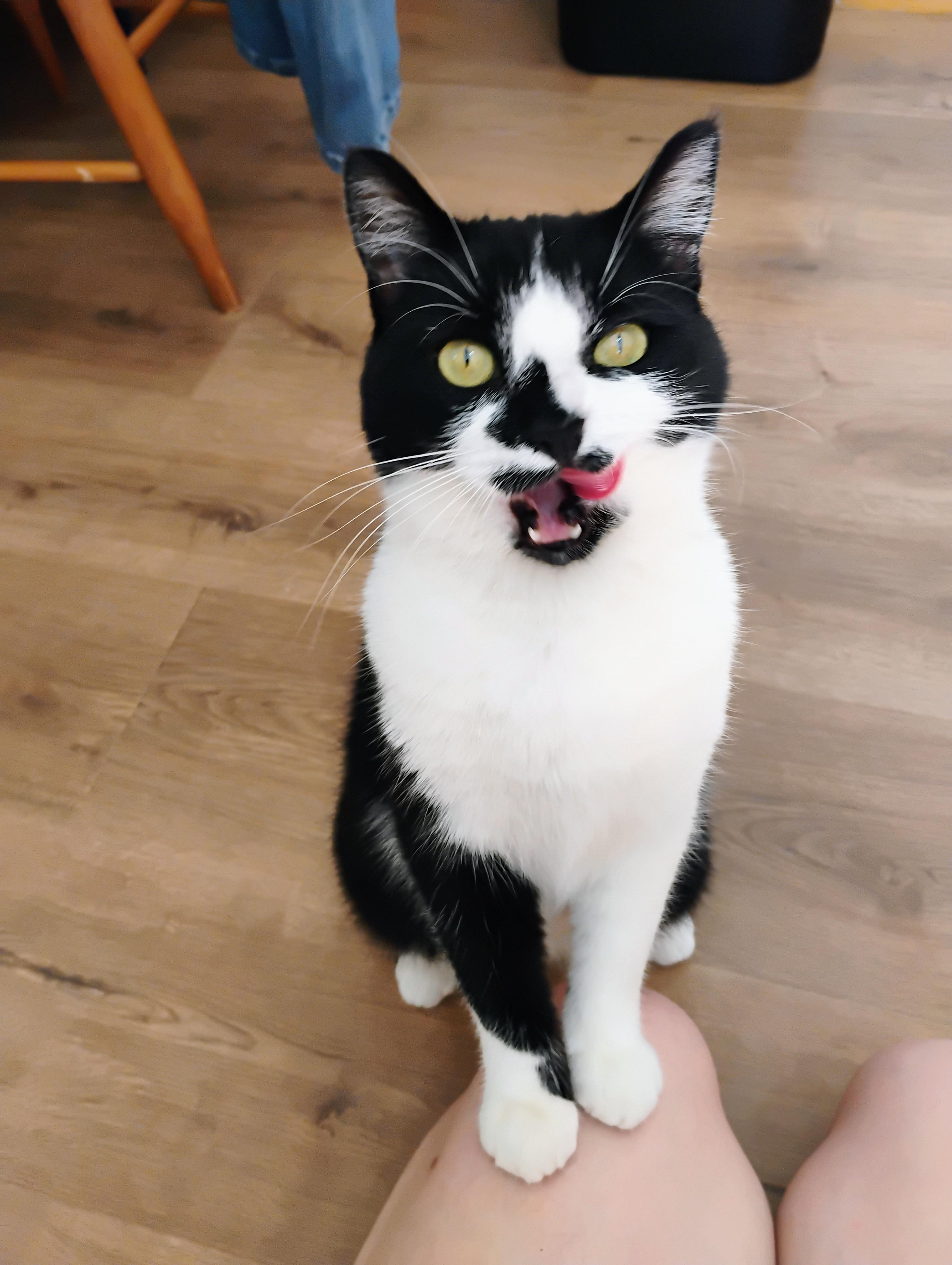 Moomin Mamma, an adoptable Tuxedo in Brenham, TX, 77833 | Photo Image 4