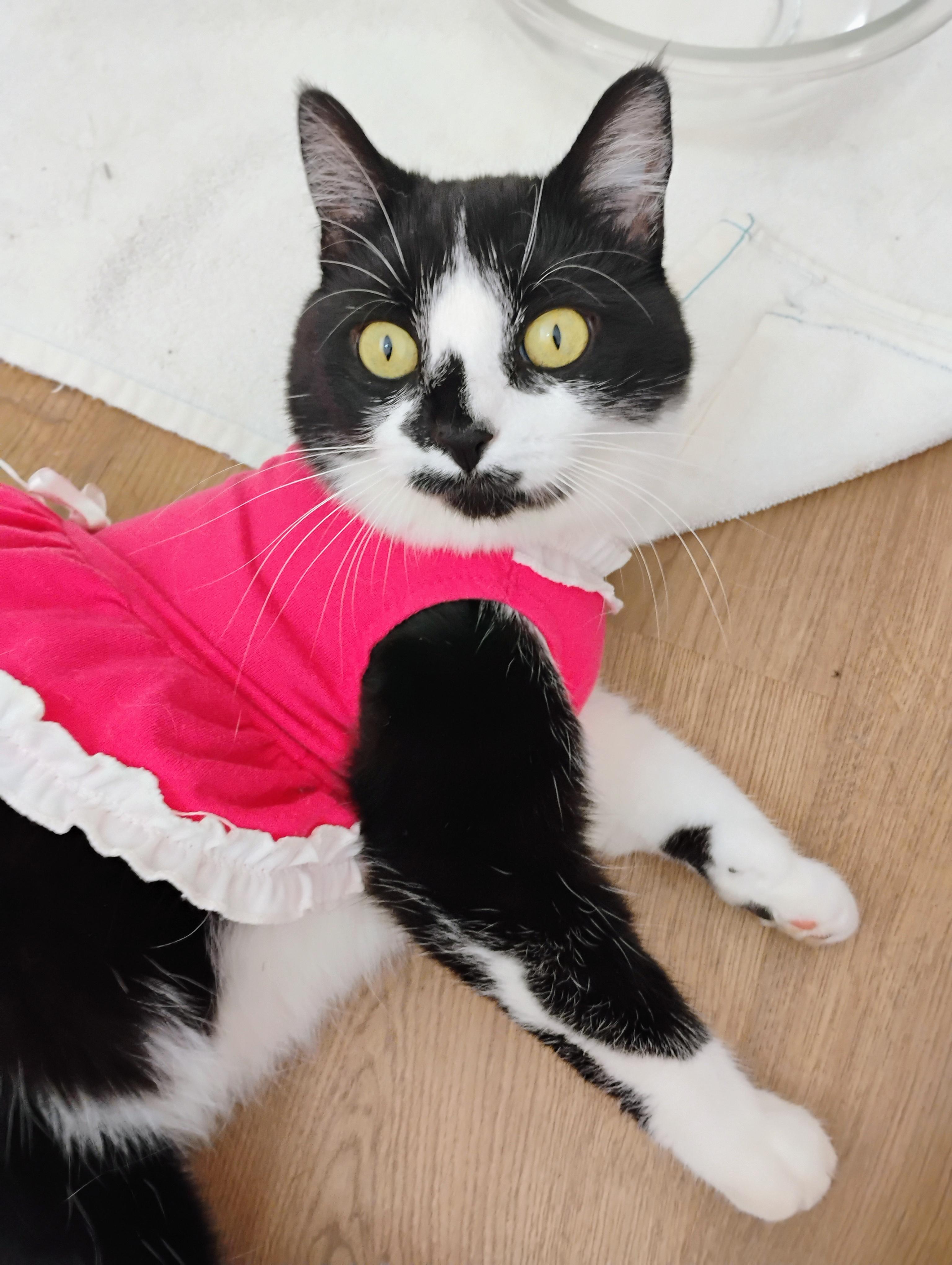 Moomin Mamma, an adoptable Tuxedo in Brenham, TX, 77833 | Photo Image 2