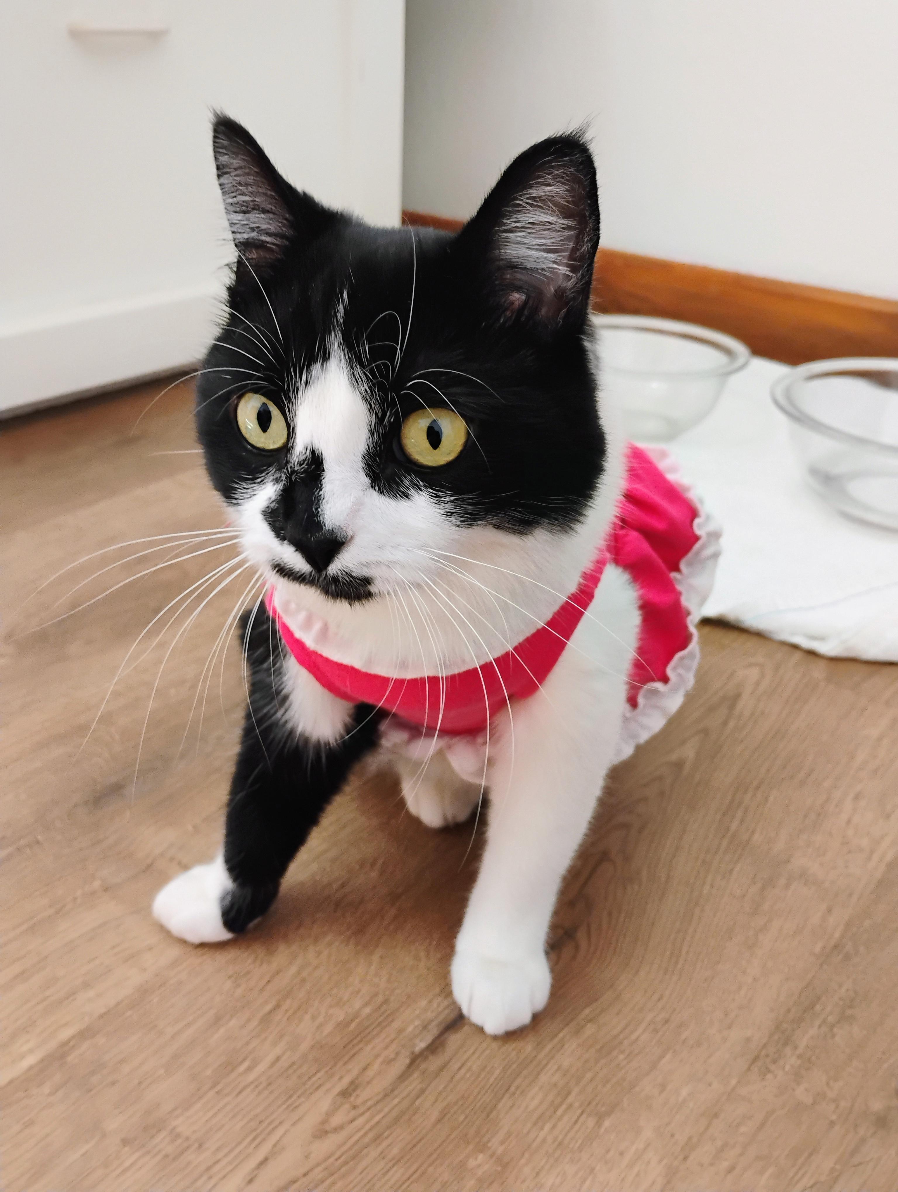 Moomin Mamma, an adoptable Tuxedo in Brenham, TX, 77833 | Photo Image 3