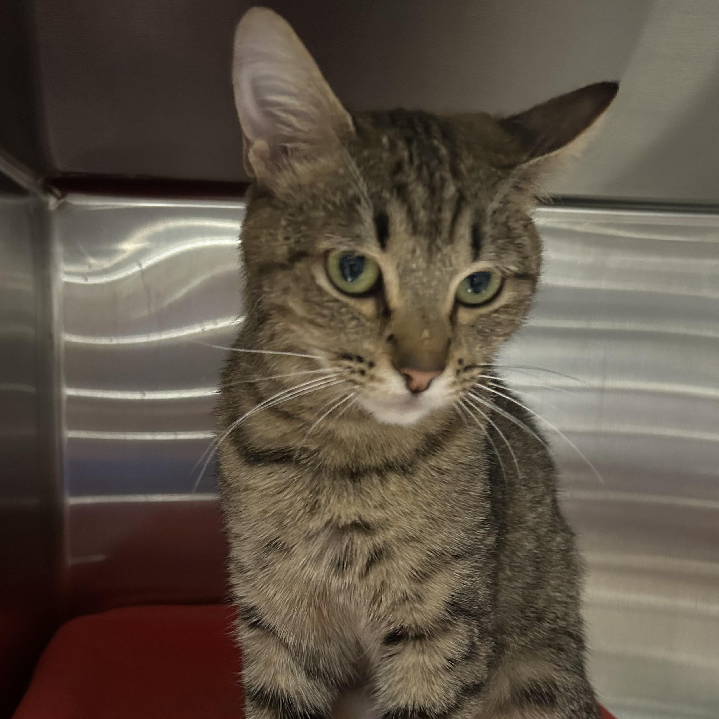 Mimi, an adoptable Domestic Short Hair in Juneau, AK, 99801 | Photo Image 1