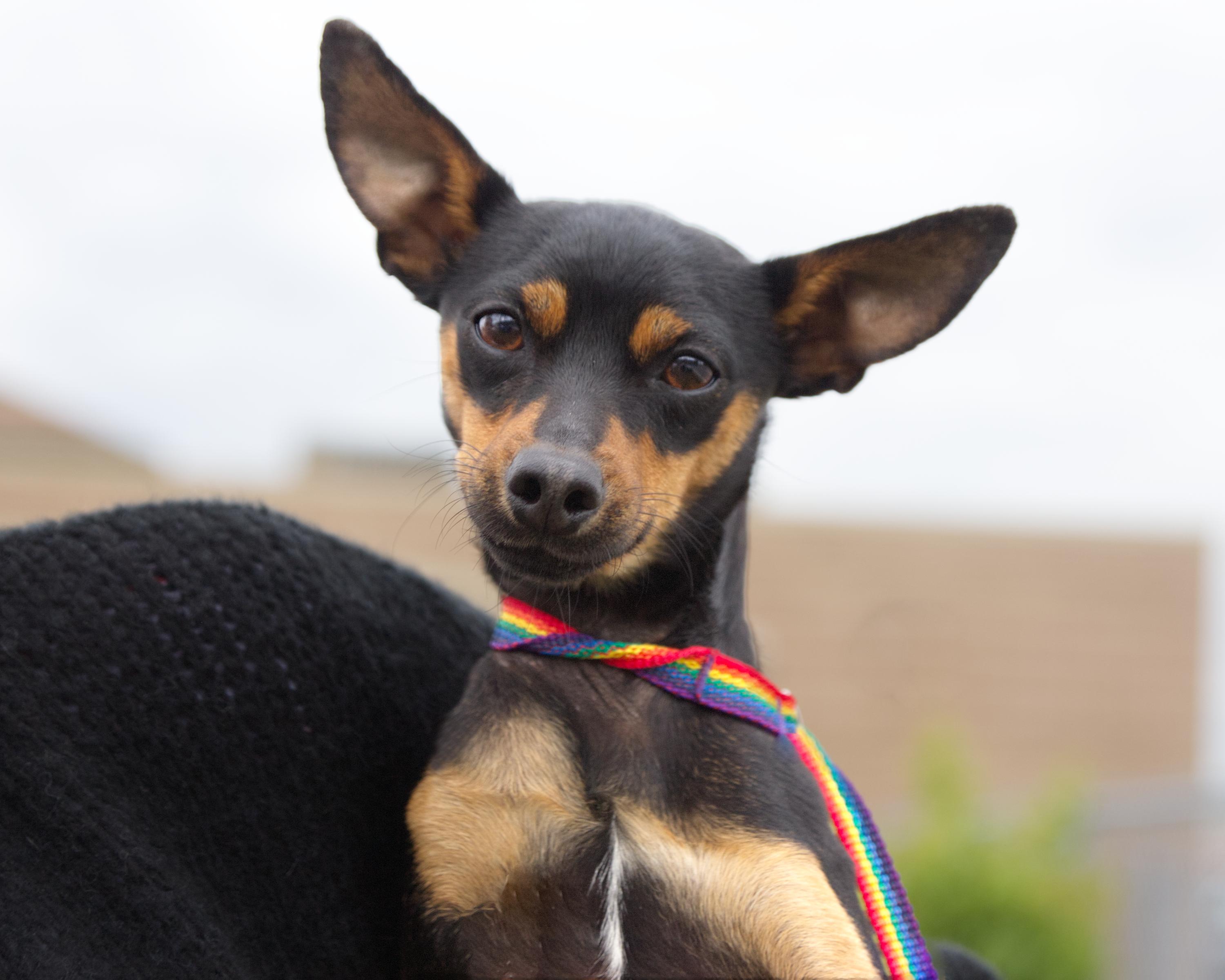 Enlarge Pho, an adopted mixed breed in Winnipeg, MB image 1/2