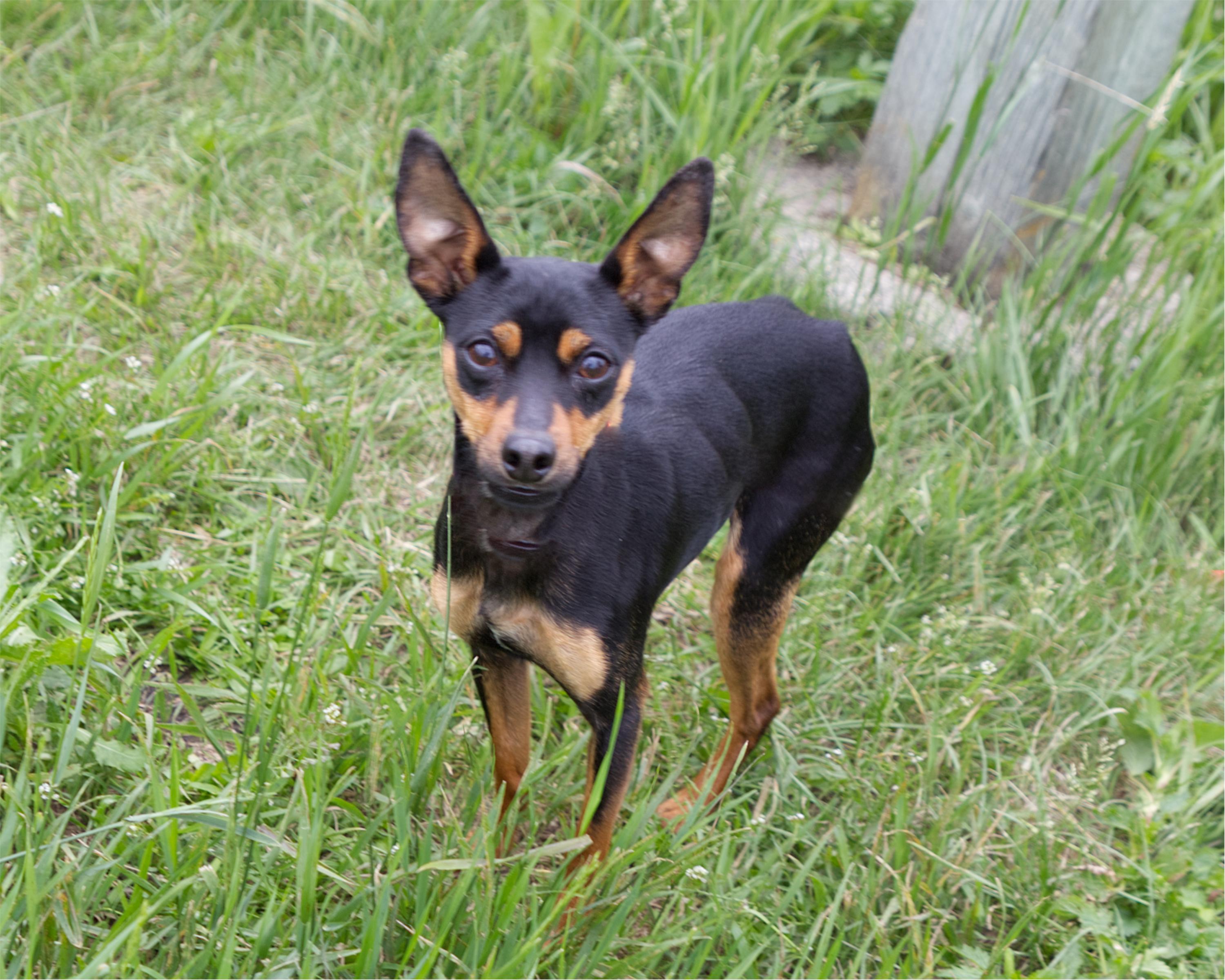 Enlarge Pho, an adopted mixed breed in Winnipeg, MB image 2/2