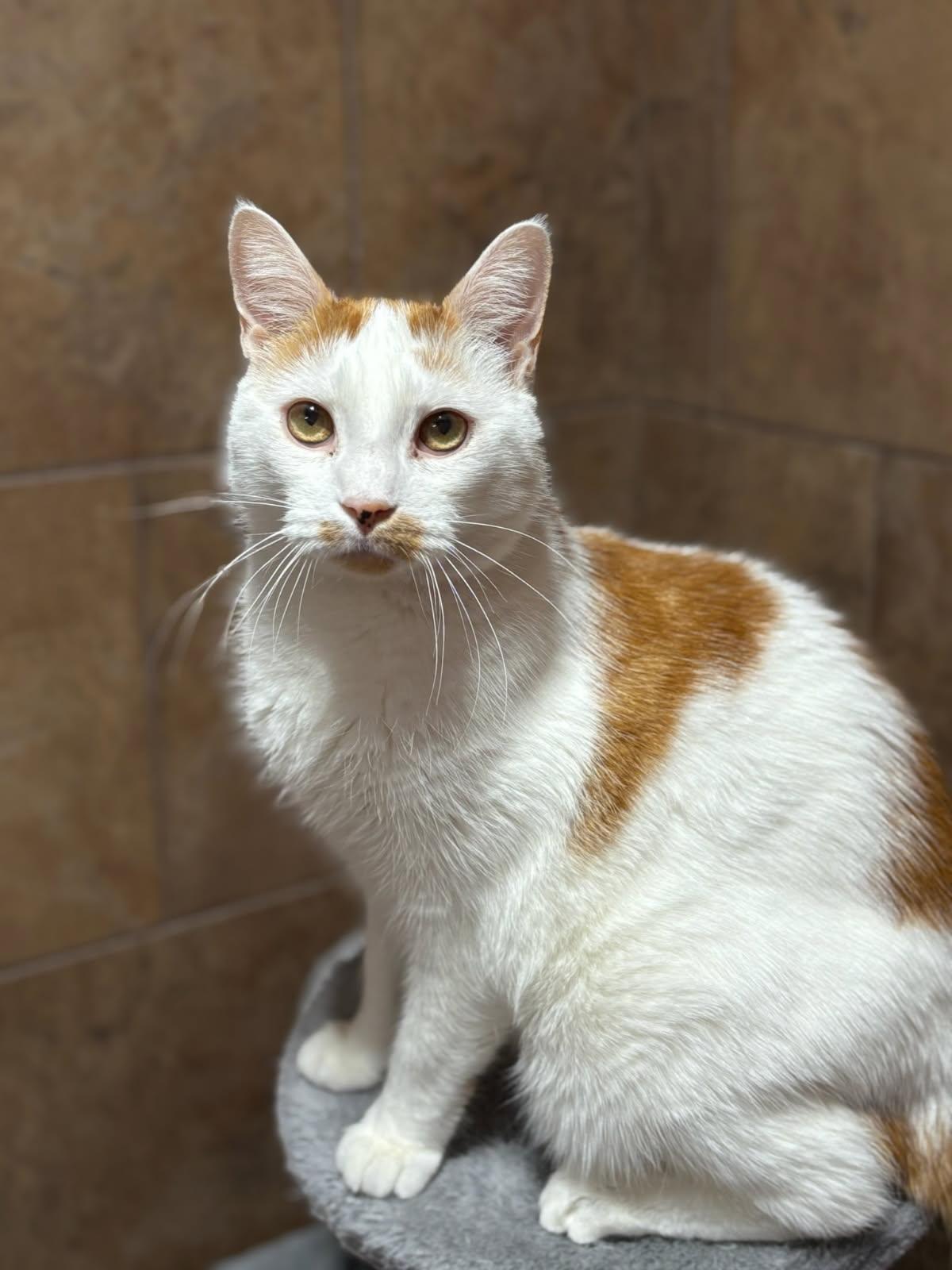 Seymour, Adoptable, Adult Male Domestic Short Hair.