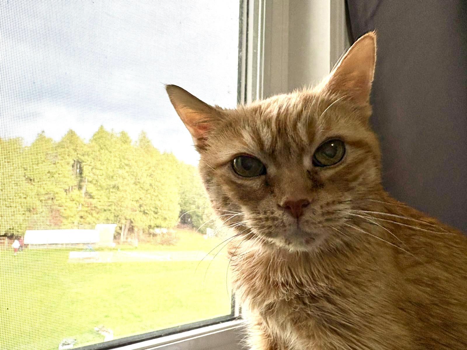 Kitty, Adoptable, Senior Female Domestic Short Hair.