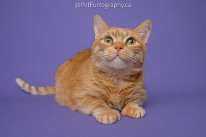 Kitty, a Adoptable mixed breed in Alliston, ON image 2/6
