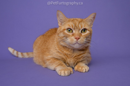 Kitty, a Adoptable mixed breed in Alliston, ON image 3/6