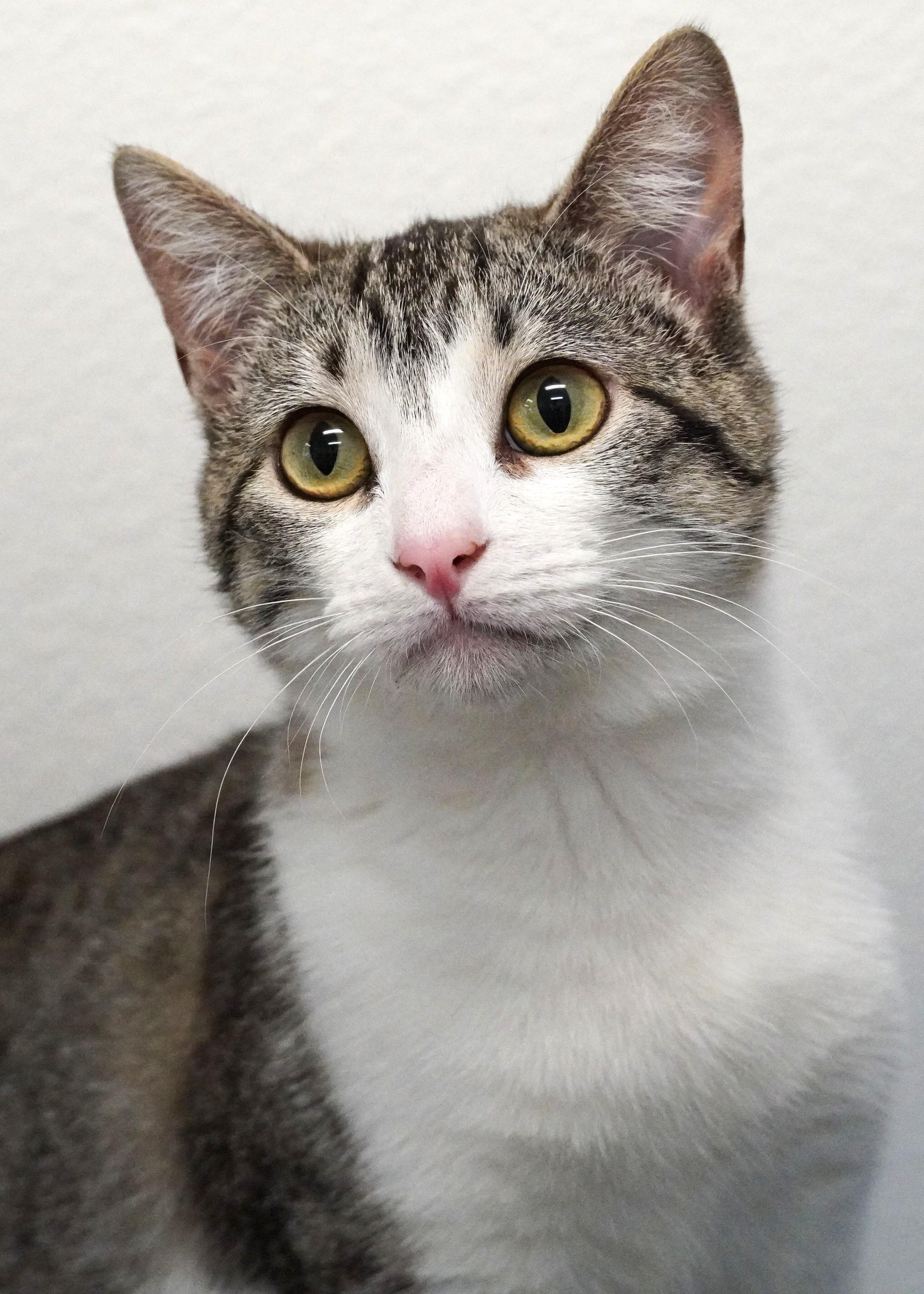 Marigold, adopted, Young Female Domestic Short Hair.