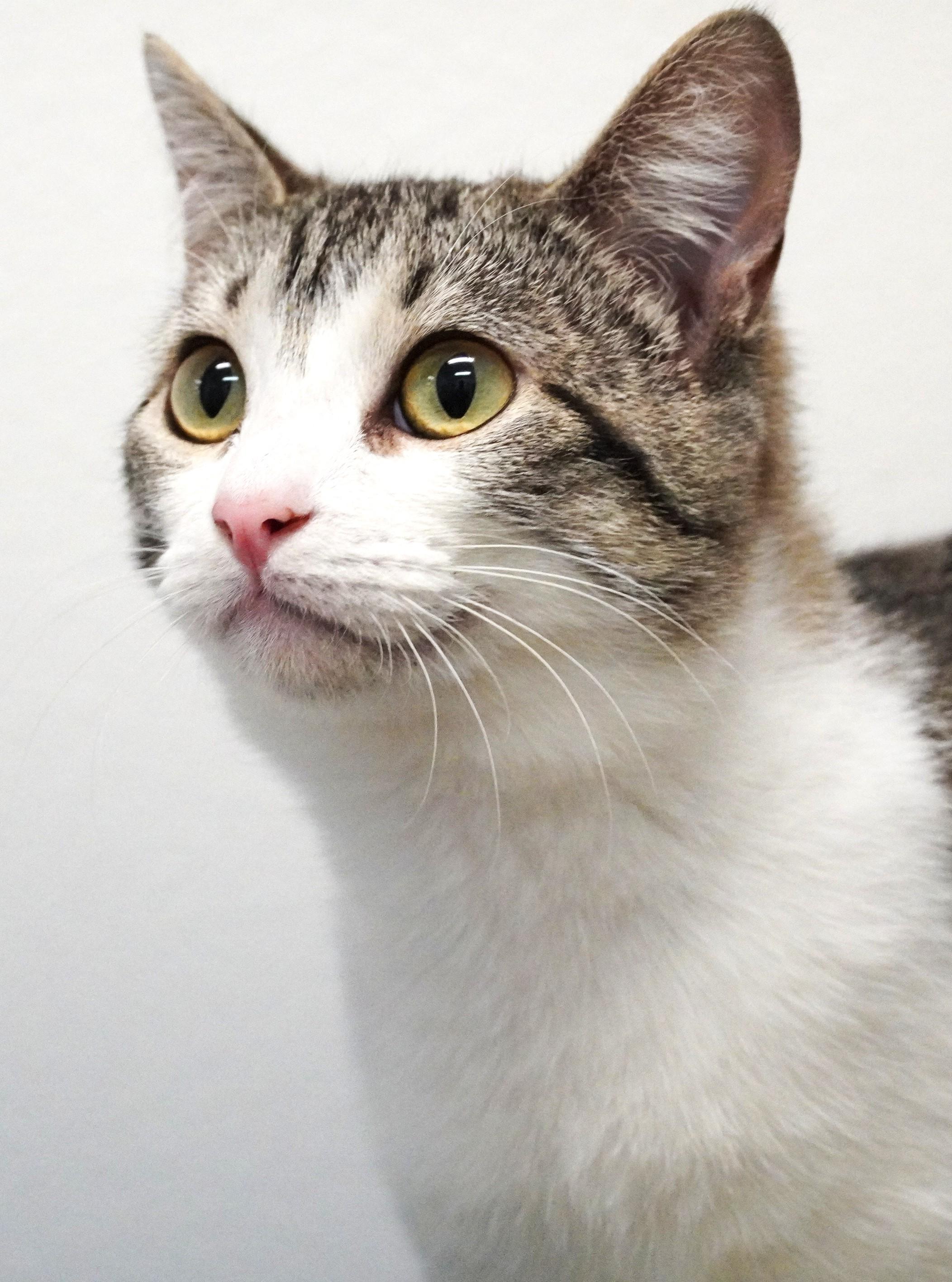 Enlarge Marigold, an adopted Domestic Short Hair in Grants Pass, OR image 2/2