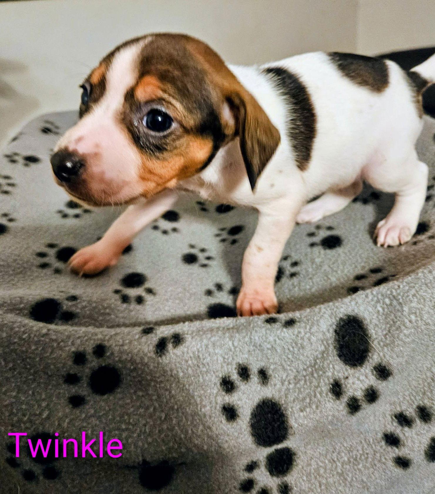 Twinkle