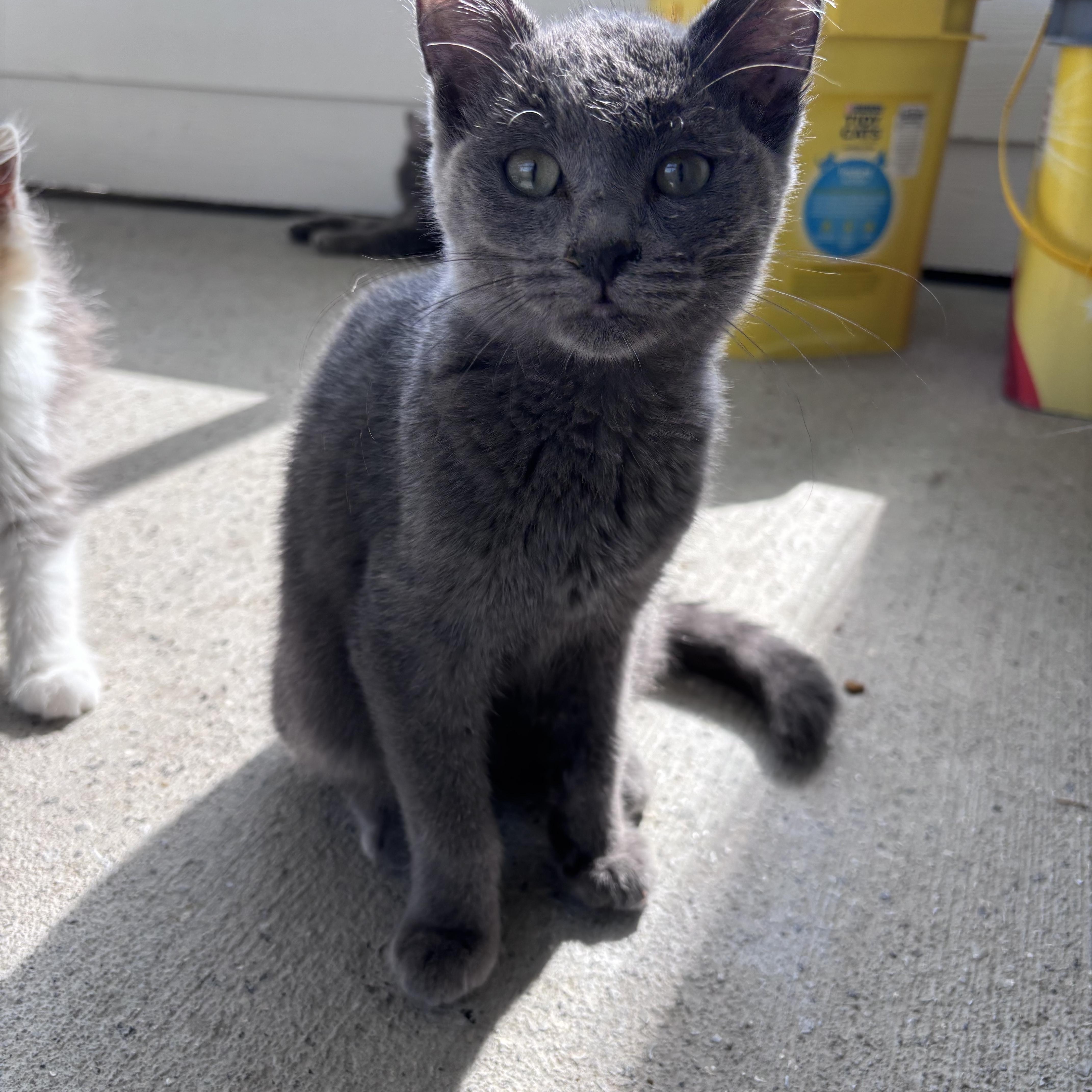 Rowen, ADOPTABLE, Kitten Male Domestic Short Hair.