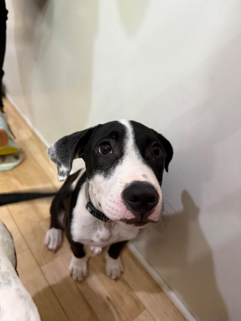 Dakota Darling Certified Lover Boy — thumbnail 2