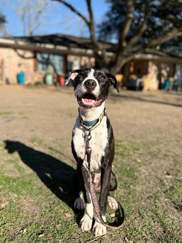 Dakota Darling Certified Lover Boy — thumbnail 3