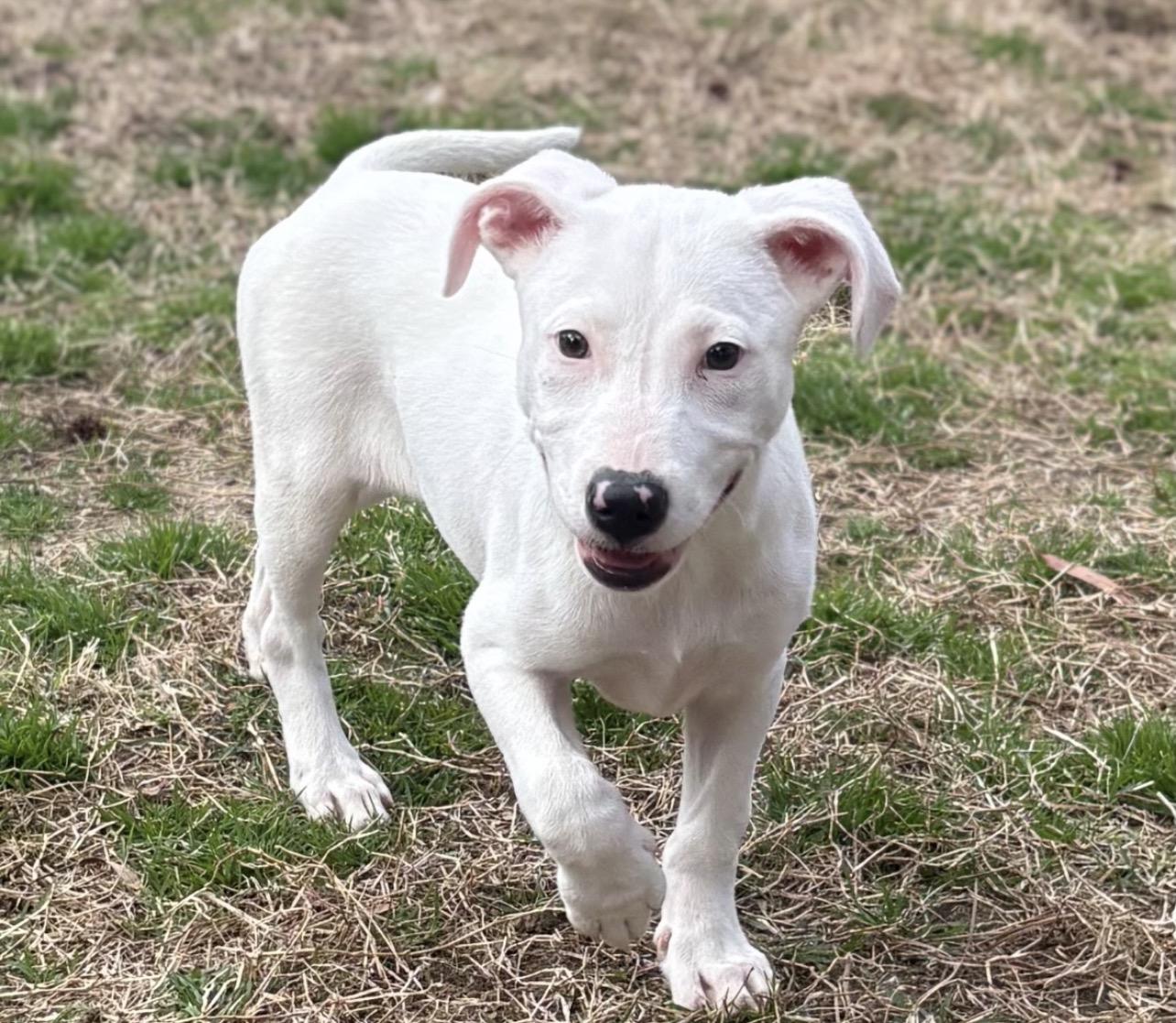 Betty White, Adoptable, Puppy Female Pit Bull Terrier.