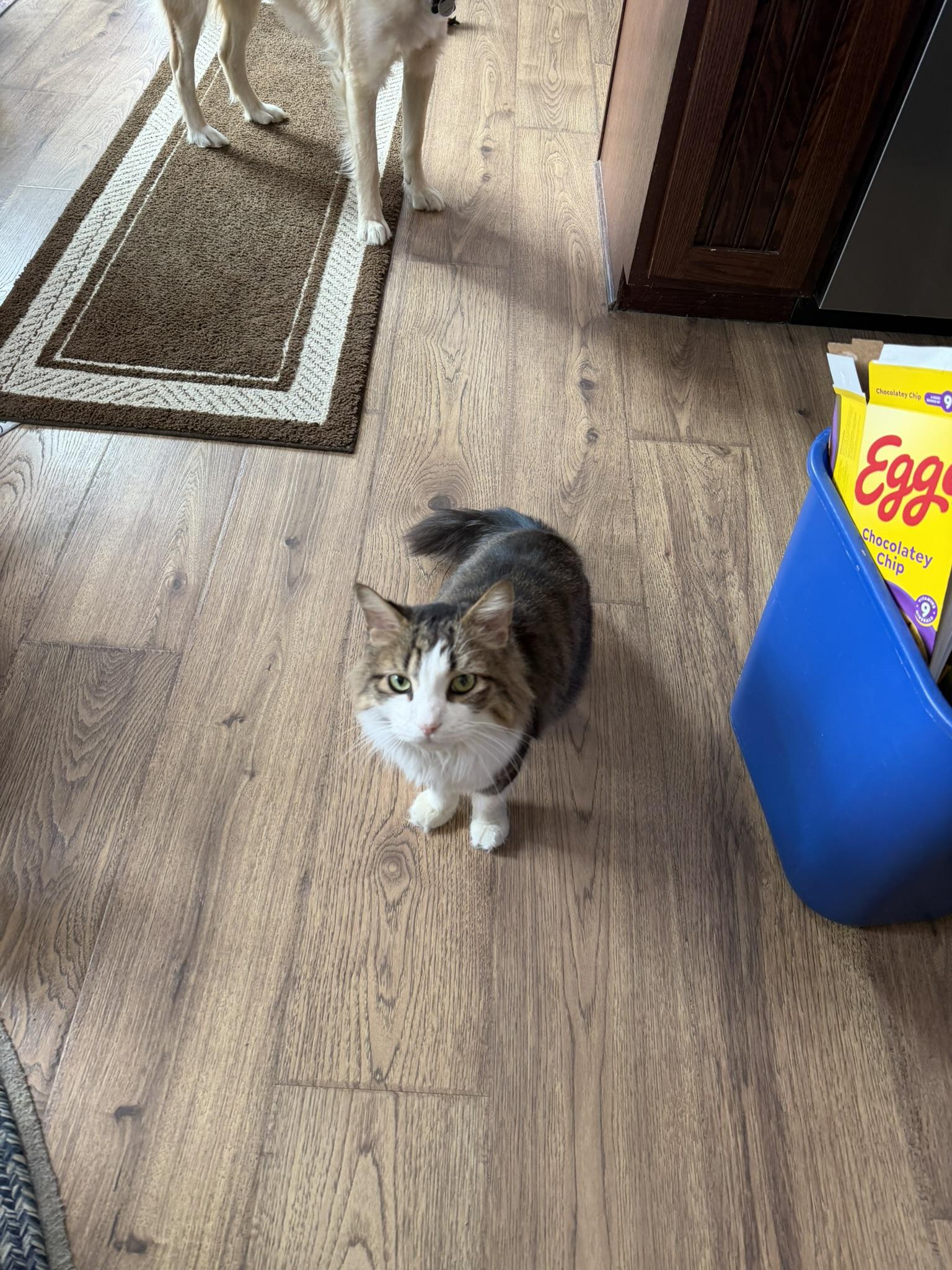 Enlarge Oliver, an adopted Domestic Long Hair in Allentown, PA image 1/2