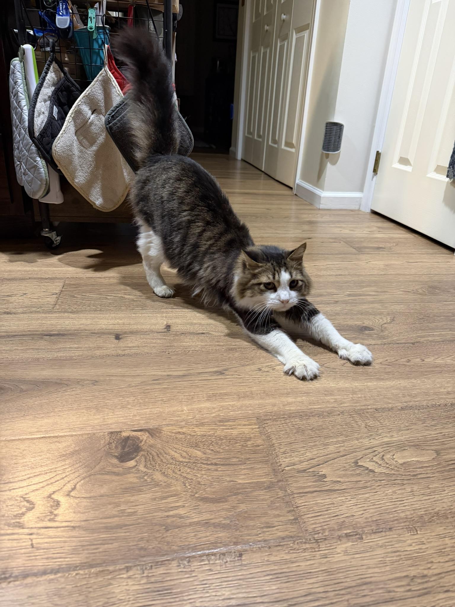 Enlarge Oliver, an adopted Domestic Long Hair in Allentown, PA image 2/2