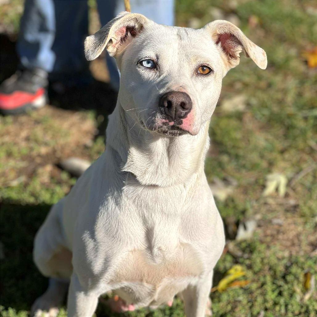 Missy May, Adoptable, Adult Female Mixed Breed.