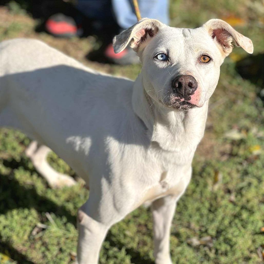 Enlarge Missy May, a Adoptable Mixed Breed in Huntington, WV image 2/4